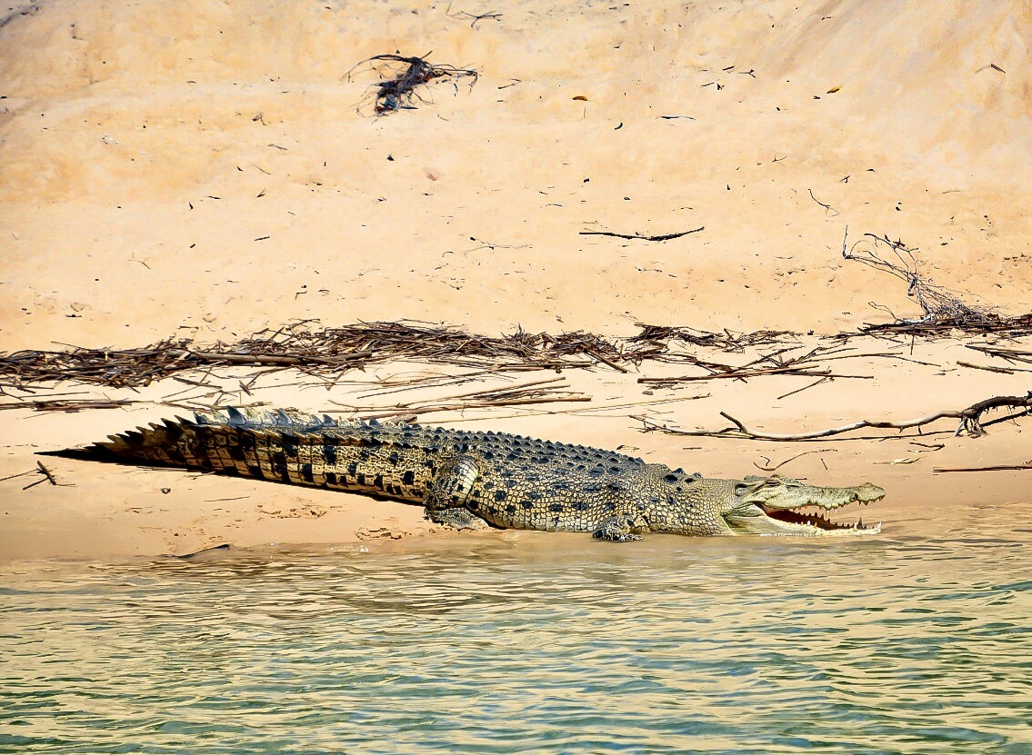 New Croc Kakadu Tours
