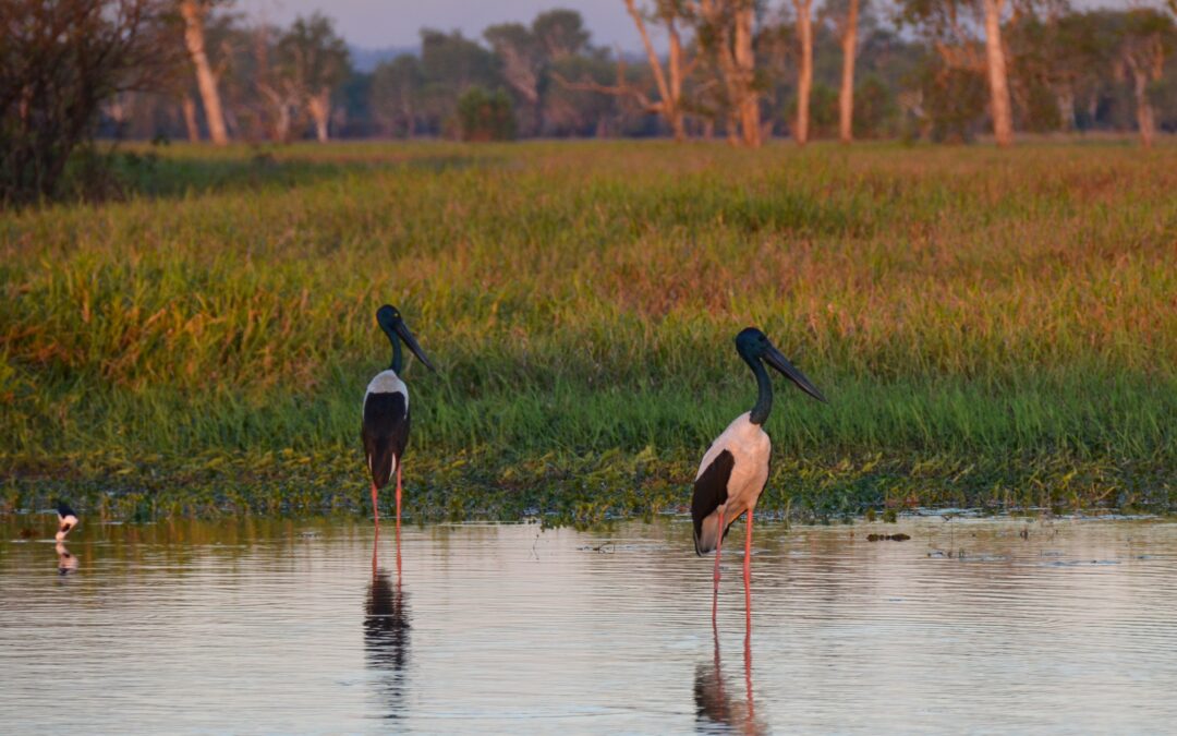 Adventure Awaits: Must-Try Kakadu National Park Tours